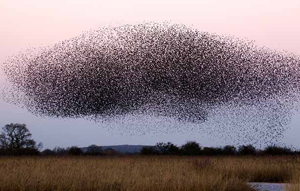 Photo by James Wainscoat on Unsplash, a whale in the sky(Starling roost at Otmoor UK)