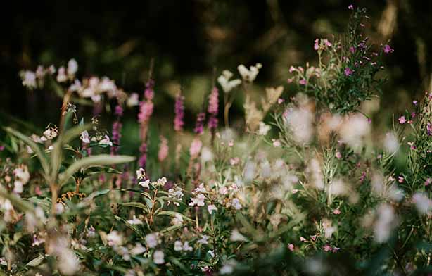 Photo by Annie Spratt on Unsplash, wildflower field