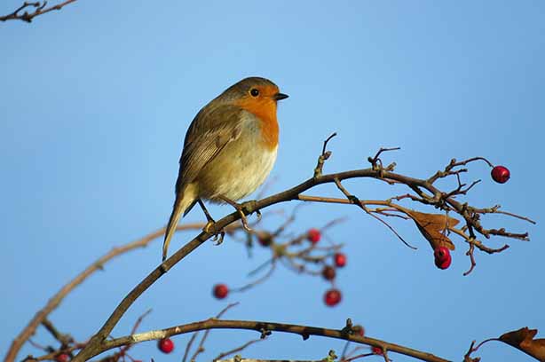 Photo by Chris on Unsplash, robin at dawn sitting on a tree branch
