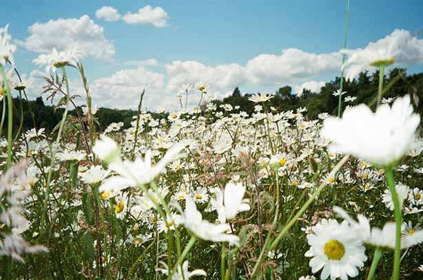 Photo by Nick Page on Unsplash, low angle looking through a spring meadow of white daisies.
