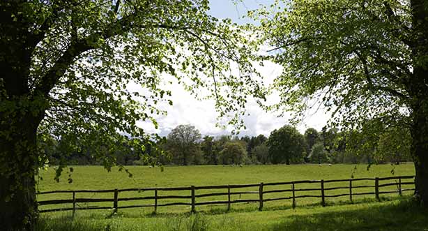 Photo by Peter Muscutt on Unsplash, sheep in fields surrounded by trees, the English countryside