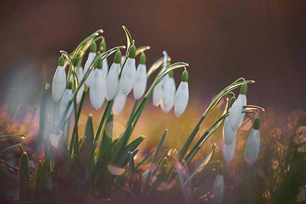 Photo by Bruno Kelzer on Unsplash, Snowdrops peaking out into the sun