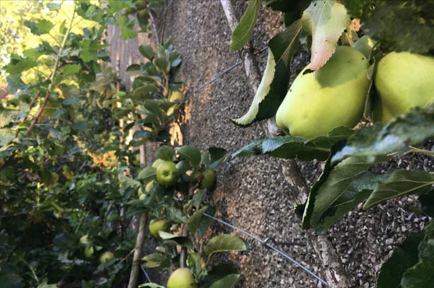 Learn-to-garden-for-people-planet-and-wildlife, pic by Food Futures