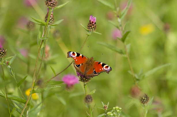 Photo by Heather Wilde on Unsplash, Peacock butterfly in a field of purple clover