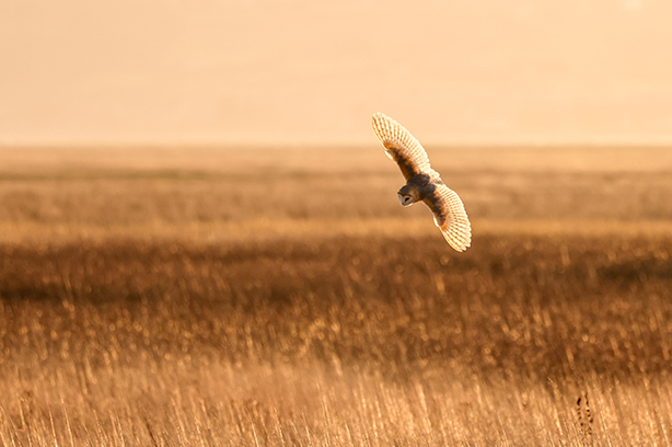 Photo by Heather Wilde on Unsplash, salt marshes of The Wirral Way, Parkgate, Neston, UK