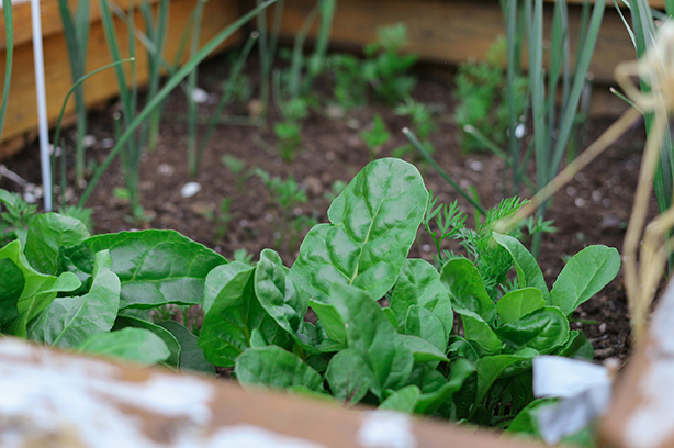 Photo by Sigmund on Unsplash, home wooden garden growing vegetables