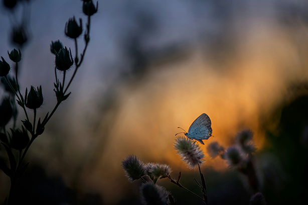 Photo by Ray Hennessy on Unsplash, tiny and beautiful Gray Hairstreak flitting around a field and landing on grasses.