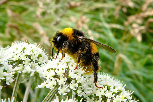 Photo by Proinsias Mac an Bheatha on Unsplash, Bumble Bee on a white flower