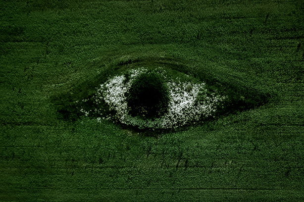 Photo by Egor Vikhrev on Unsplash, eye on the field made up of trees, plants and flowers
