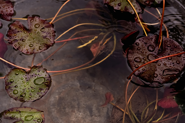 Photo by laura adai on Unsplash, Water Lilies in a pond