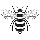 Illustration of a bee