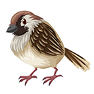 drawing of a sparrow
