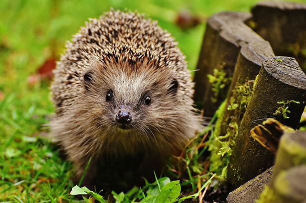 Photo by Alexas_Fotos on Unsplash, Hedgehog walking amongst the grass in a garden looking for beetles