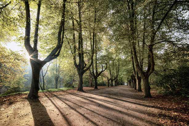 Trees catching the sunbeams in a woodland