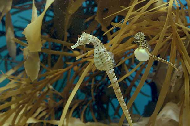 Photo by Oleksandr Sushko on Unsplash, Seahorses swimming amongst kelp