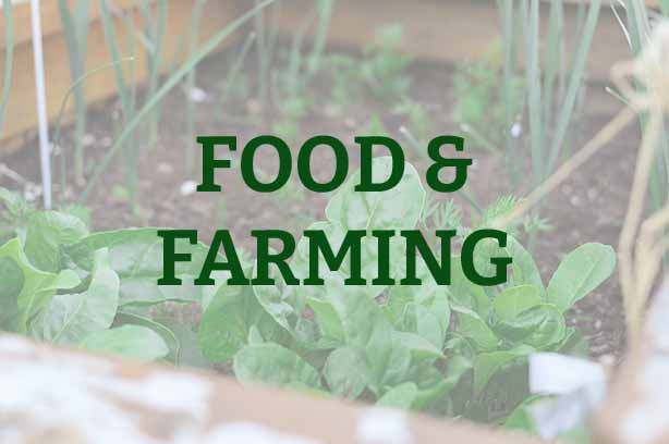 Photo by Sigmund on Unsplash, home wooden garden growing vegetables