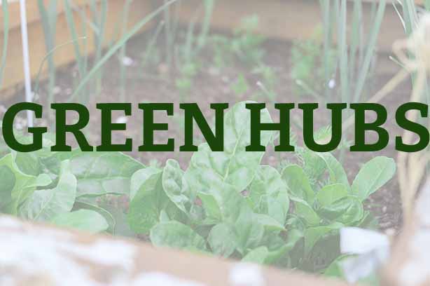 A veg bed containing canes and lettuce, word 'green hubs' in the foreground