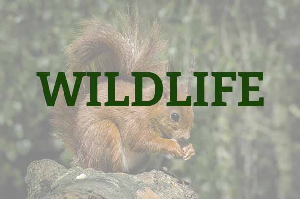 Photo by James Armes on Unsplash, red squirrel eating an acorn, word 'wildlife' in the foreground
