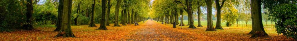 Beech leaves on the ground in a park walk through the center of beech tree path in Autumn