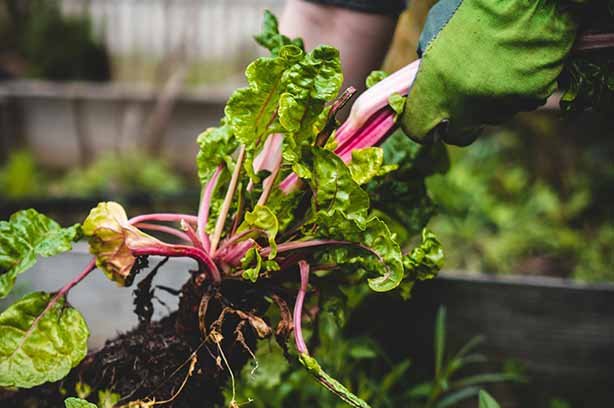 Photo by Jonathan Kemper on Unsplash, handful of organically grown chard