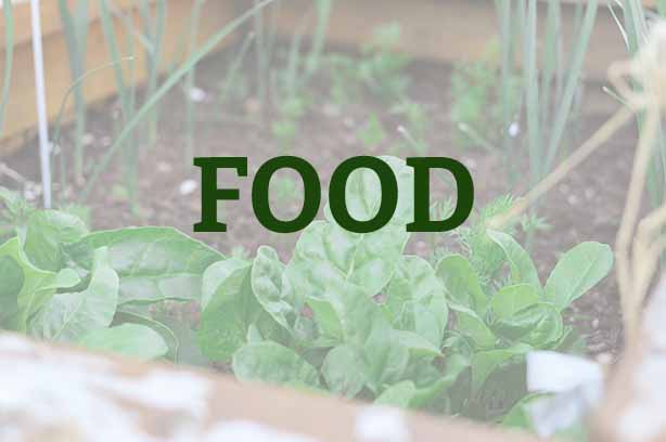 A veg bed containing canes and lettuce, word 'food' in the foreground