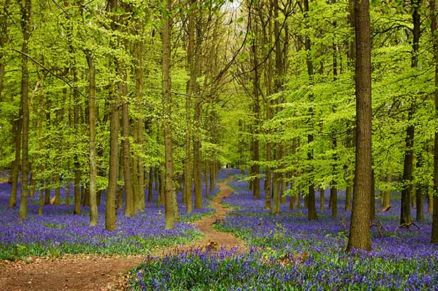 Photo by Gabriel McCallin on Unsplash, Bluebells carpet the forest at the Ashridge Estate