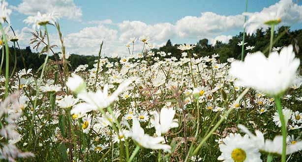 Photo by Nick Page on Unsplash, low angle looking through a spring meadow of white daisies.