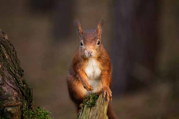 Photo by Rebecca Prest on Unsplash, Curious Red Squirrel taken at Formby Red Squirrel Reserve
