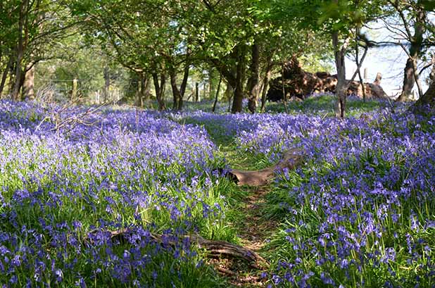 Photo by Chris Whatley on Unsplash, Roydon Woods nature reserve, Brockenhurst, UK