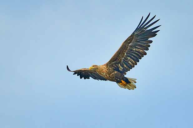 Photo by Vidar Nordli-Mathisen on Unsplash, Golden Eagle in flight