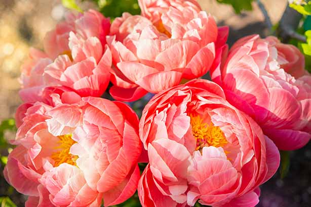 Photo by Cristina Anne Costello on Unsplash, Peonies, flowers, peony, bouquet, fresh picked, garden flowers, blooming.