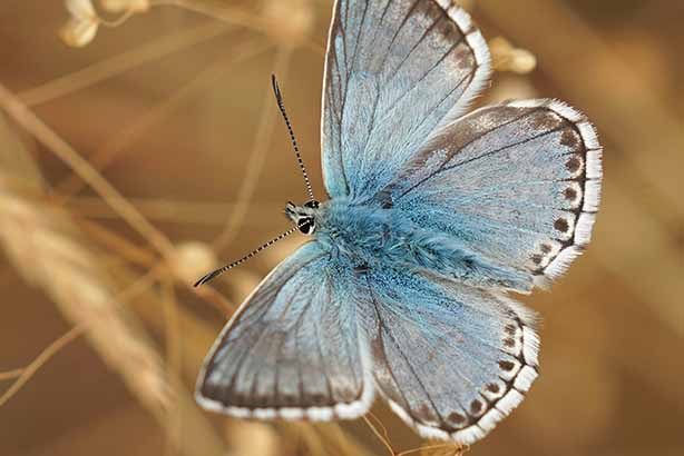 Photo by Bob Brewer on Unsplash, Common Blue butterfly amongst grasses