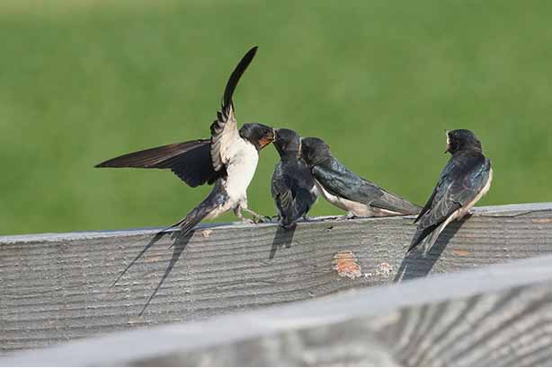 Photo by Lia Maaskant on Unsplash, adult swifts feeding their young on a wooden gate