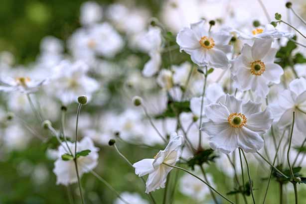 Photo by Dieter K on Unsplash, Anemone in the mild Light of Autumn.