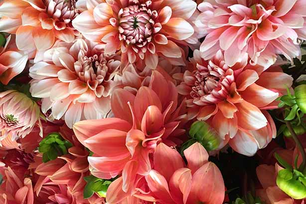 Photo by catrina farrell on Unsplash, Dahlia blooms