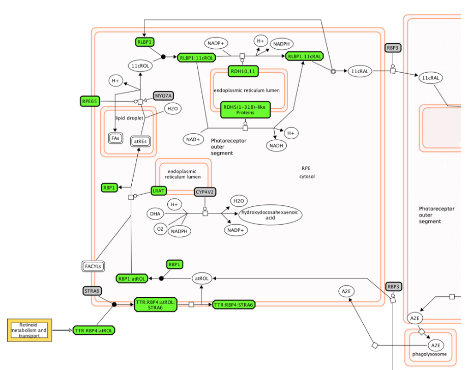 RNA-seq analysis of ageing human retinal pigment epithelium. Reactome pathway analysis identifies an unexpected set of visual cycle-related genes that have increased expression with increasing age. (Significantly positively correlated genes (SCG), and complexes which include a SCG, highlighted in green.)