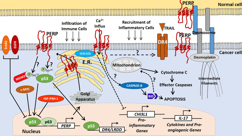 Known and hypothesised effects of downregulation of the apoptosis effector PERP in cancer cells.