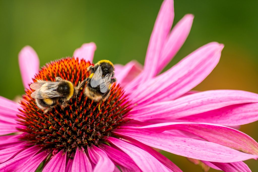 Two bumblebees on a flower collecting nectar