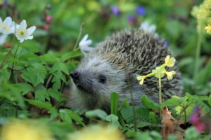Hedgehog in pretty spring flowers