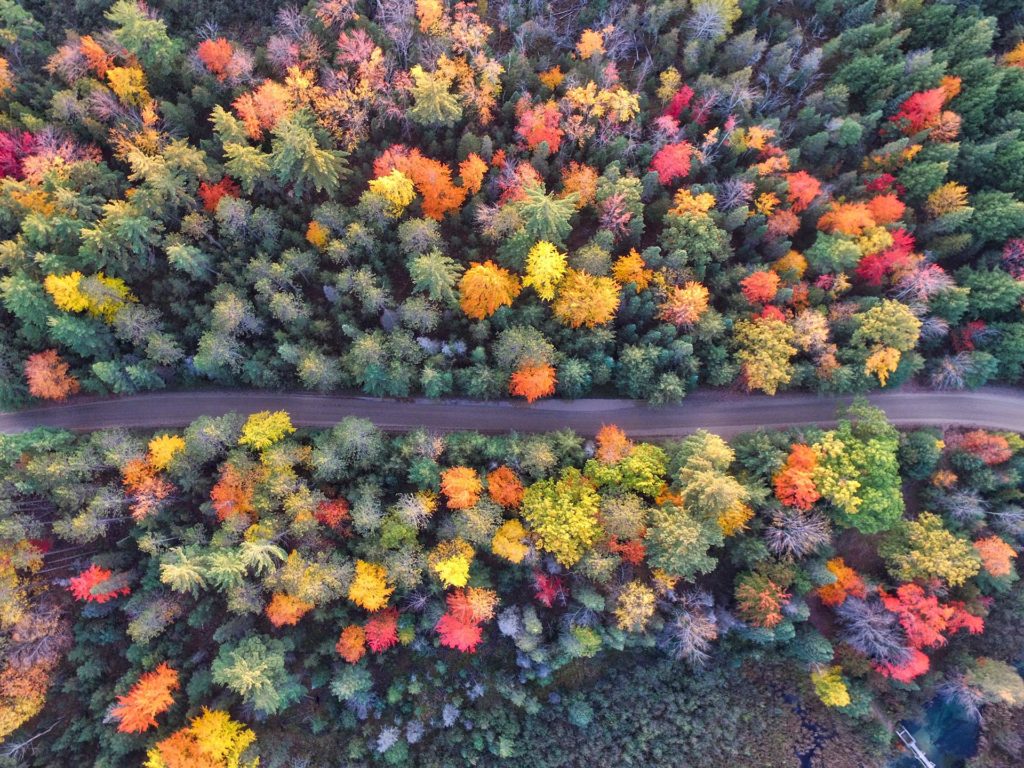 Ariel shot of trees and a road during autumn