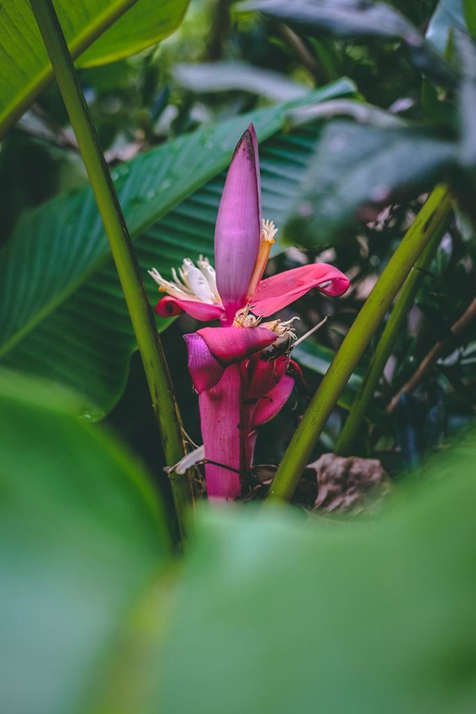 Pink botanical flower surrounded by green foliage
