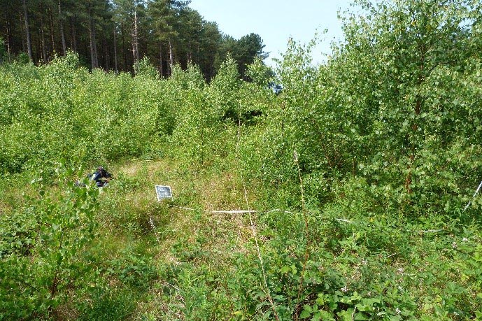 Fieldwork at Ainsdale pine plantations