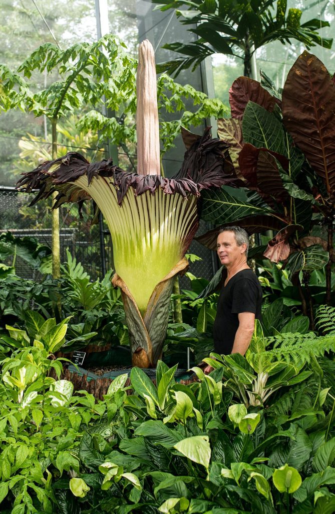 Man standing in front of a flowering Corpse Flower