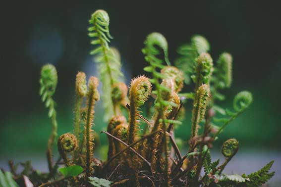 Young ferns uncurling