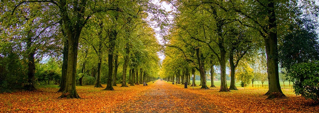 Photo by Wajid Hussain on Unsplash tree lined autumnal path with vanishing point in a Preston park