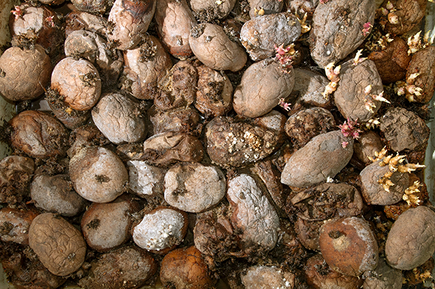 Photo by Kostiantyn Li on Unsplash, pile of rotting potatoes waste