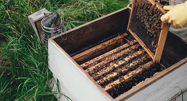 Photo by Annie Spratt on Unsplash, bee keeper holding a honey rack.