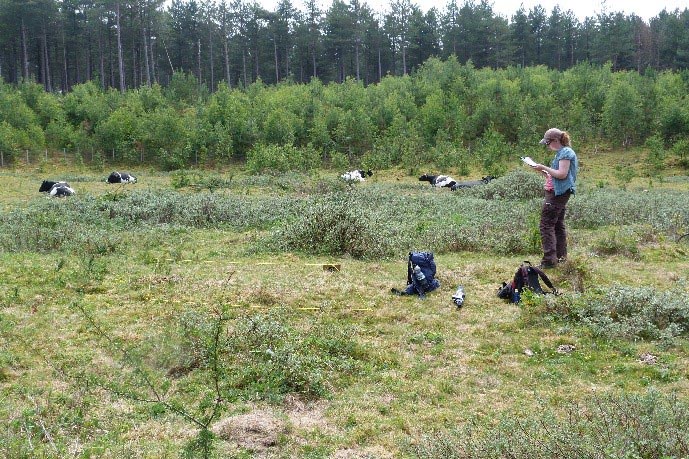 Student doing fieldwork at Ainsdale pine plantations