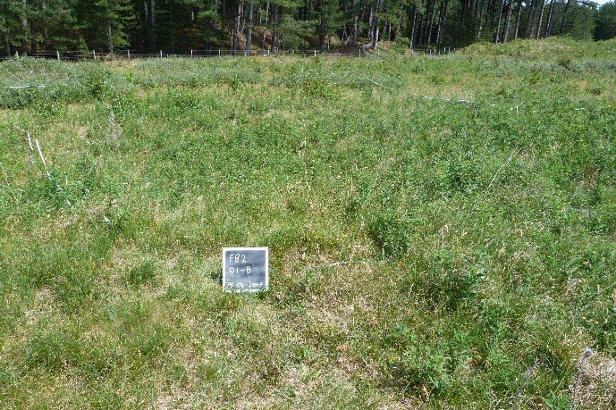 Fieldwork at Ainsdale pine plantations