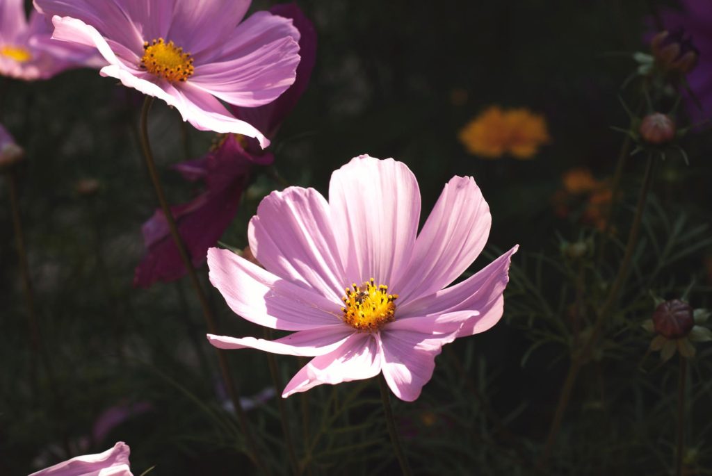 Two pink flowers in a garden border